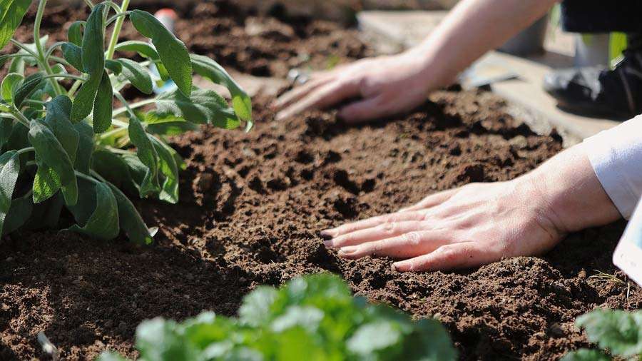 Die richtige Gartenerde sollte zur Pflanze passend ausgewählt werden