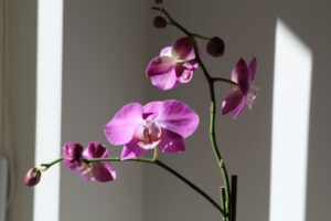 die schönste Zimmerpflanzen: Orchideen