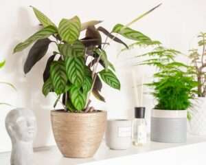 Calathea als Zimmerplanze