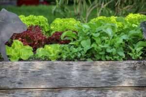 Hochbeet mit Salat