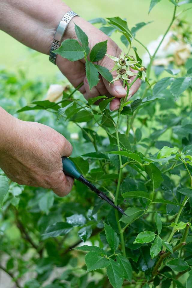 Gartenschere oder Rosenschere