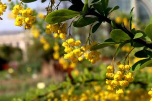 Berberis vulgaris Blüten