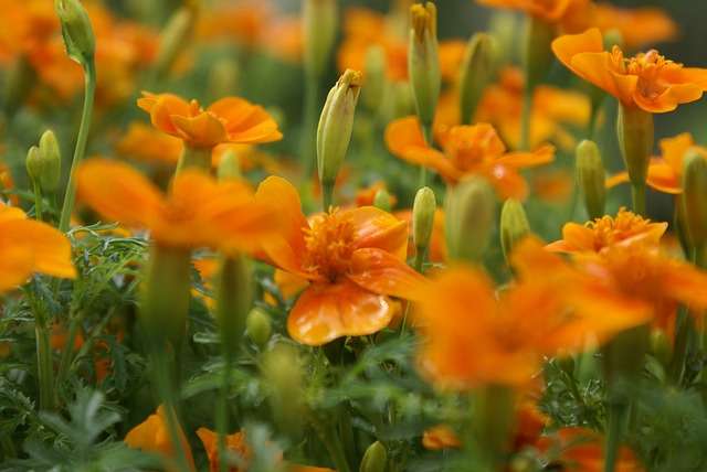 Schmalblättrige Studentenblume