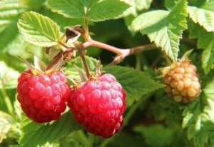 schlechter Nachbar für Heidelbeeren: Himbeere