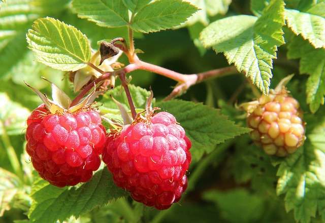 52+ Schlechte Nachbarn Für Heidelbeeren, Die wahl der richtigen