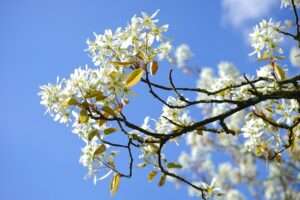 Blüten der Gemeinen Felsenbirne