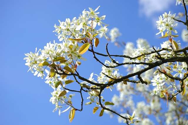 Gewöhnliche Felsenbirne (Amelanchier ovalis) Heimischer Wildobst
