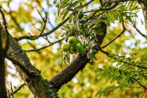 Sorbus domestica - Baum mit Früchten