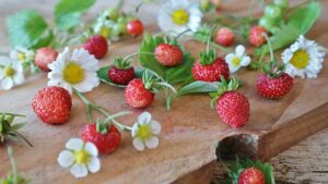 Monatserdbeeren