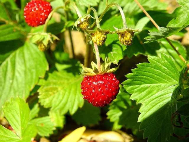 Walderdbeeren
