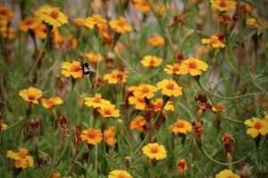 Tagetes (Studentenblume): orange Blüten