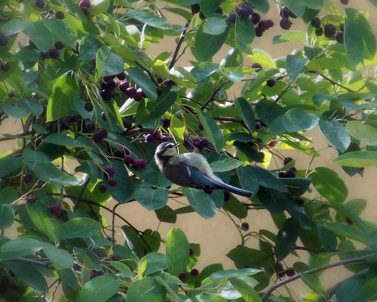 Gewöhnliche Felsenbirne (Amelanchier ovalis) Heimischer Wildobst