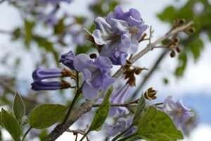 Blüten Paulownia