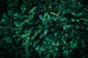 Kirschlorbeer und echter Lorbeer Wo ist der Unterschied? Natur
