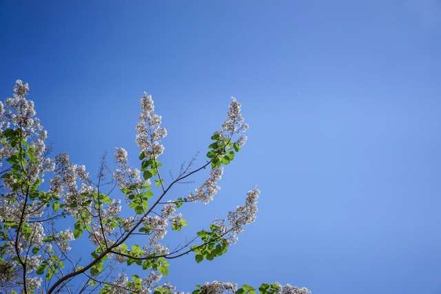 Blauglockenbaum