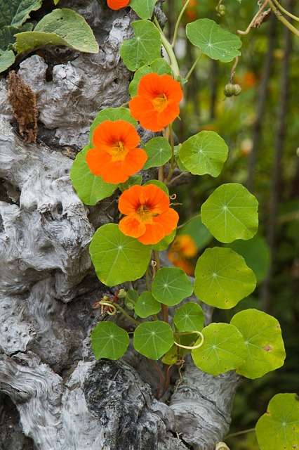 Schlechte und gute Nachbarn für Kapuzinerkresse Natur & Gartenfreunde