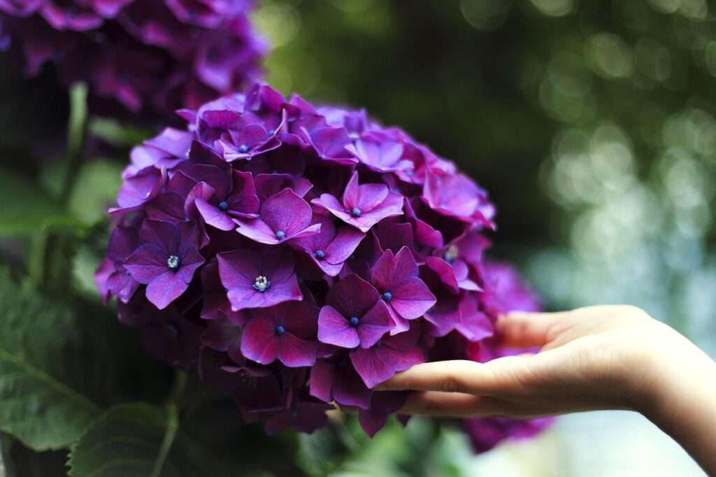 hydrangeas, hand, touch, flowers, flower wallpaper, purple flowers, petals, purple petals, blossom, flora, floriculture, horticulture, botany, nature, plants, flowering plants, spring, spring flowers, bloom, hydrangeas, beautiful flowers, hydrangeas, flower background, touch, touch, touch, touch, touch