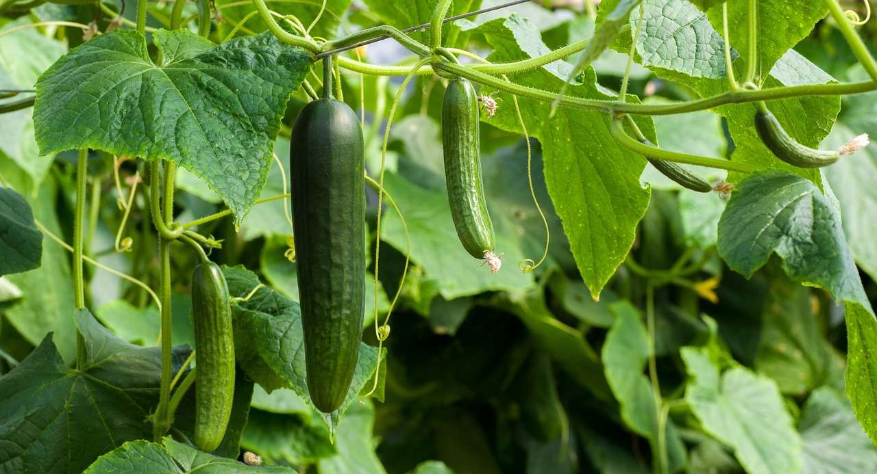 cucumbers, green, cucumber, food, vegetables, healthy, fresh, meal, nourishment, salad, raw, harvest, bio, agriculture, kitchen, nature, fall, leaf, hang, cucumbers, cucumber, cucumber, cucumber, cucumber, cucumber