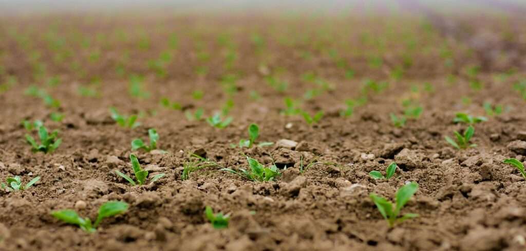 seedlings, sugar beet, shoots, seed, spring, field, agriculture, plant, plug, fields, sowing, nature, arable land, seed bed, beet seedlings, cotyledons, sprout, close up, cover photo, growth, seedlings, seedlings, seed, agriculture, sowing, sowing, sprout, sprout, sprout, sprout, cover photo, cover photo, cover photo, cover photo, cover photo