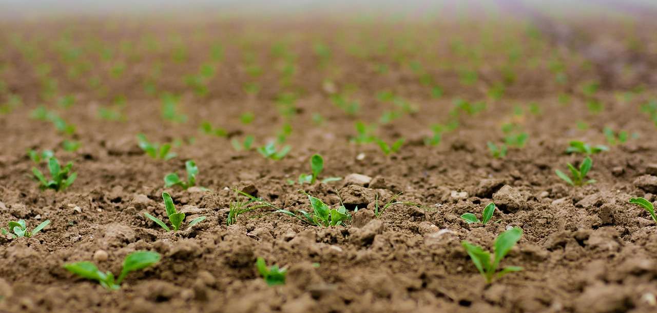 Das Beet der Möglichkeiten Wenn Gartenplanung zum Strategiespiel wird