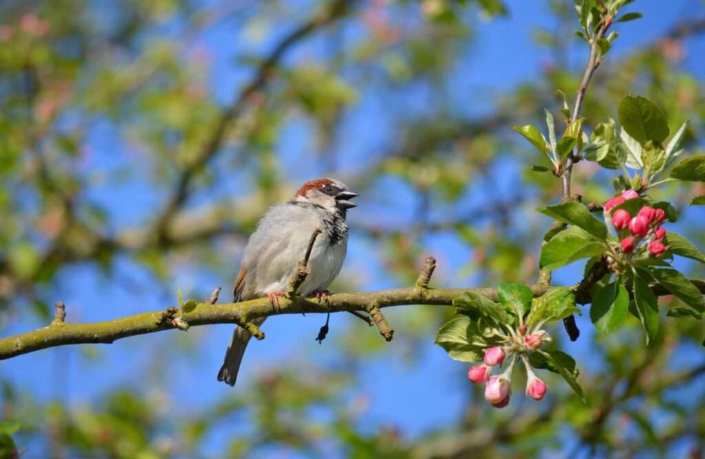 fauna, wildlife, earthdaycontest, spatz, vogel, vogelkunde, spezies, tier, schnabel, tierwelt, haussperling, natur, vogelbeobachtung, baum, garten, singvogel, gefieder, frühling, sperling, hausspatz, sitzend, apfelbaum, apfelblüte, zweig