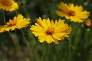 Mädchenauge / Coreopsis: Winterharte Staude Dauerblüher