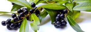Die schwarzen Beeren des Kirschlorbeer sind für Menschen giftig und werden durch Vögel verbreitet