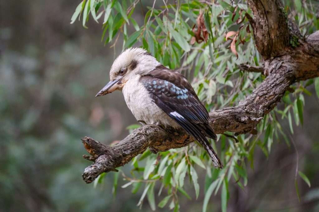 laughing kookaburra, kookaburra, bird, animal, feathers, plumage, nature, wildlife, wild, avian, bill, beak, perched, birdwatching, ornithology, tree, australian bush, forest, australia