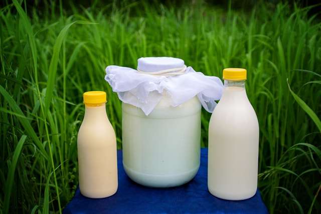 Welche Pflanzen nicht mit Milch düngen?