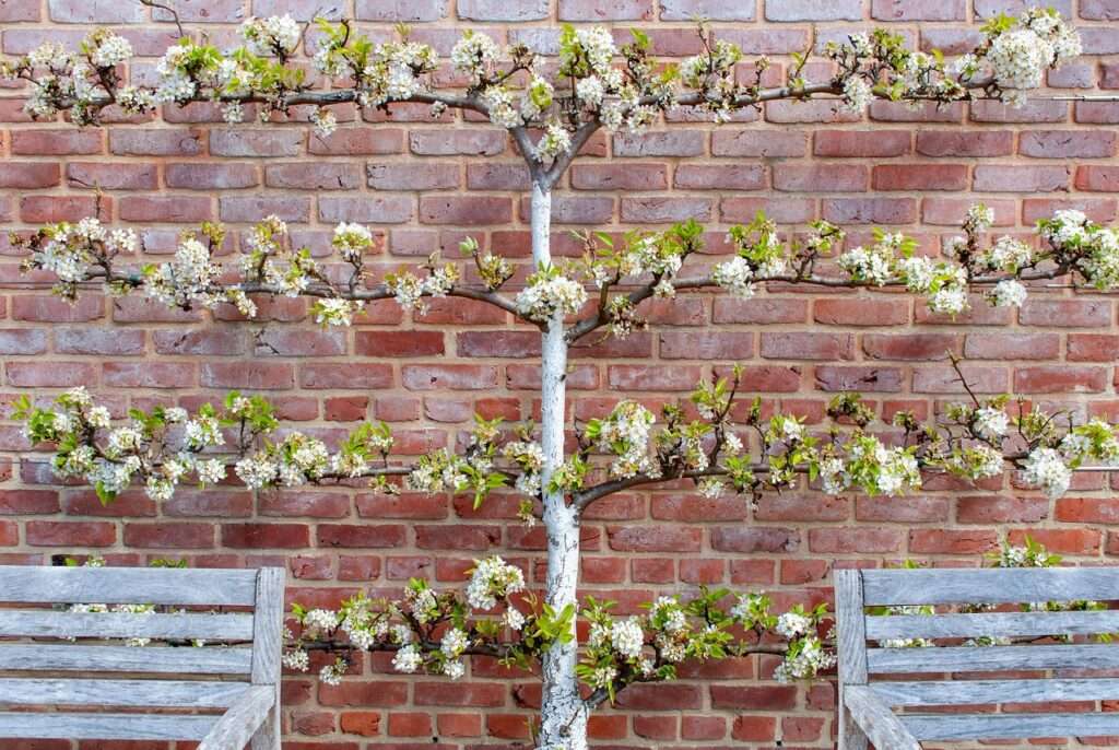 tree, branches, wall, garden, nature, brick wall