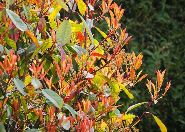 Nachteile Glanzmispel-Hecke