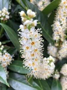 Blüten des Portugiesischen Kirschlorbeers