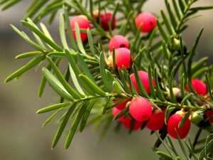 Die Beeren der Eibe sind giftig, wirken auf Kleinkinder wegen der roten Farbe aber oft verlockend.