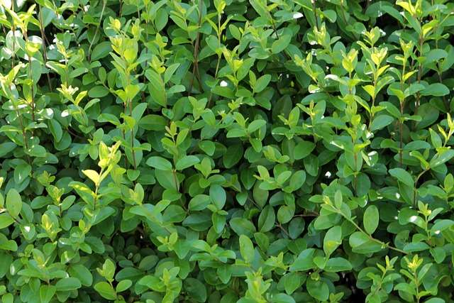 Ligusterhecke Vorteile Nachteile