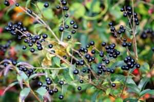Die Beeren sind als Futter bei Vögeln beliebt.