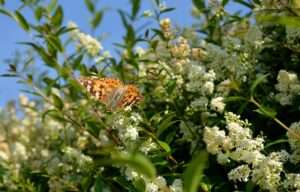 Ligusterblüten sind attraktiv für Insekten.