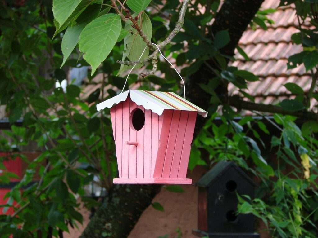 bird house, bird feeder, bird, birds, pink, nature, house