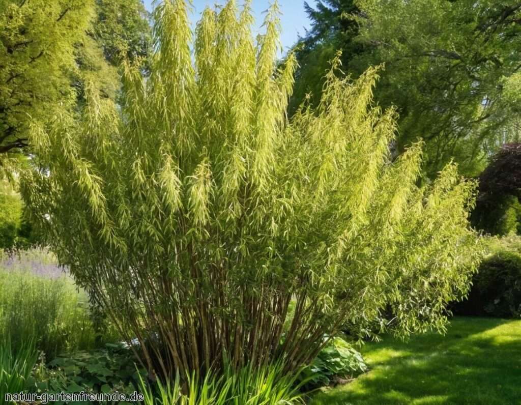 Harlekinweide » Tipps für Pflege und Standort